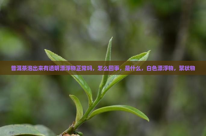 普洱茶泡出来有透明漂浮物