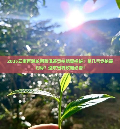 云南百濮龙团普洱茶竞拍结果