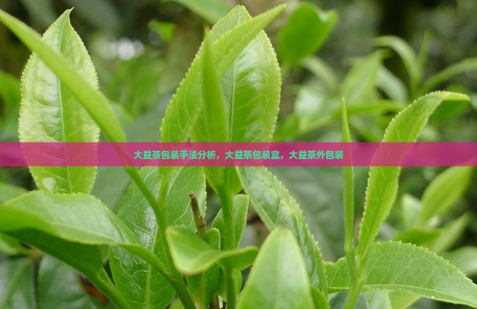 大益茶包装手法