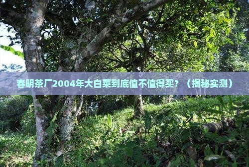 春明茶厂2004年大白菜