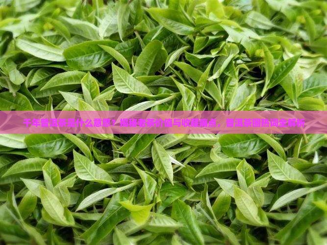 千年普洱茶是什么意思