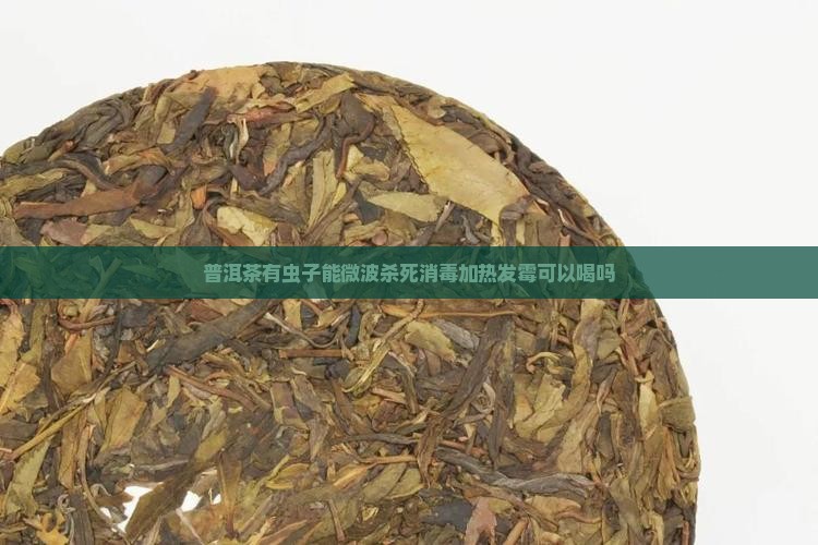 普洱茶有虫子能微波
