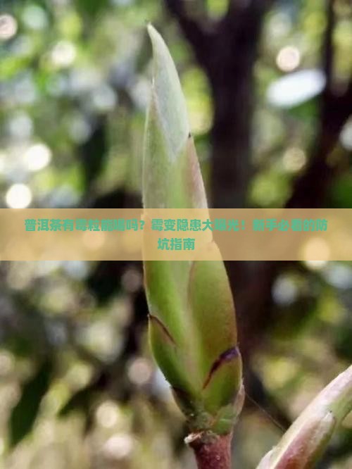 普洱茶有霉粒能喝吗百度百科