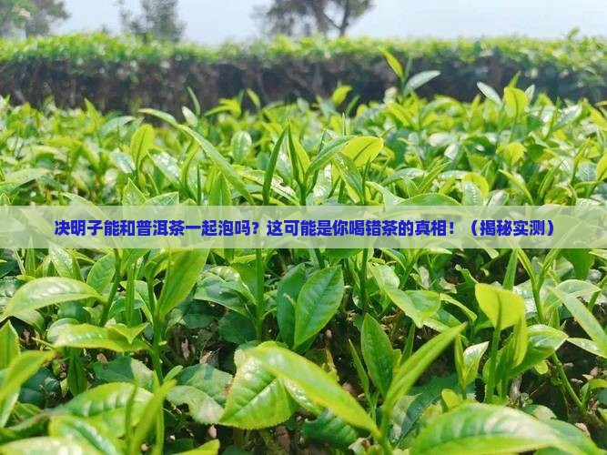 决明子可以喝普洱茶一起泡吗