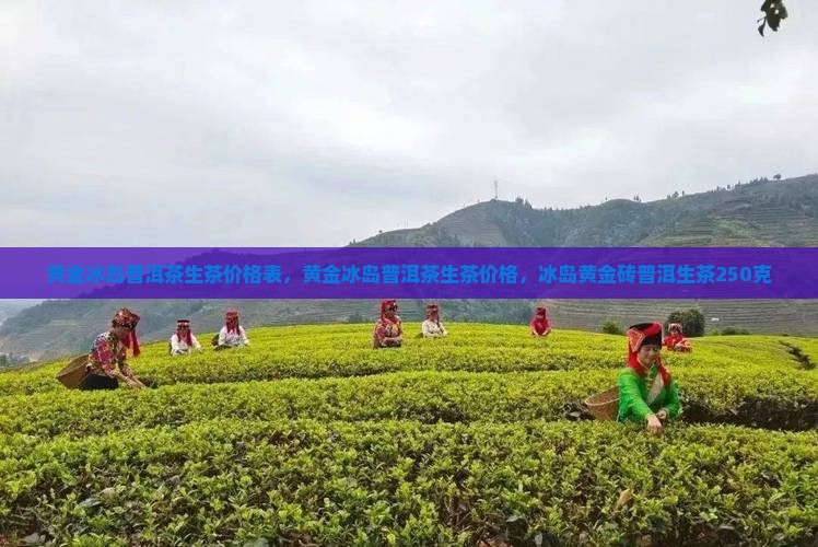 黄金冰岛普洱茶