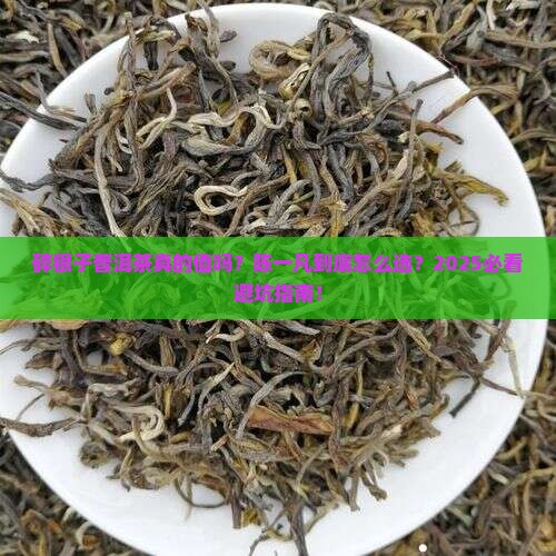 碎银子普洱茶陈一凡
