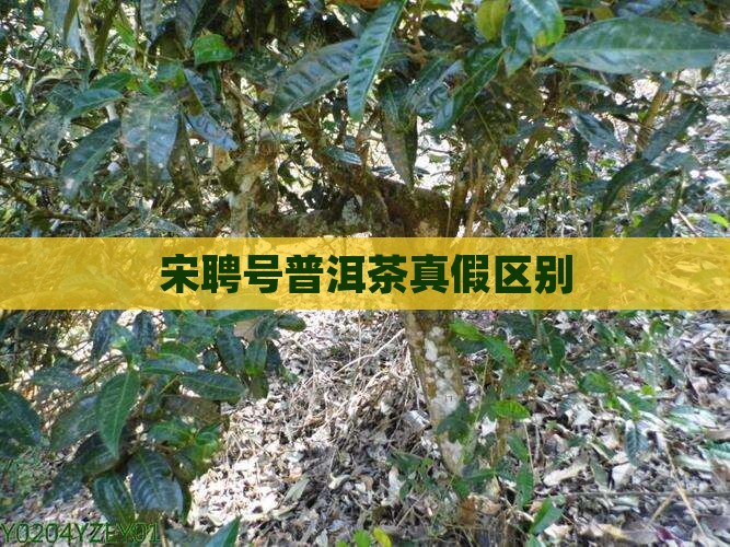 宋聘号普洱茶真假区别