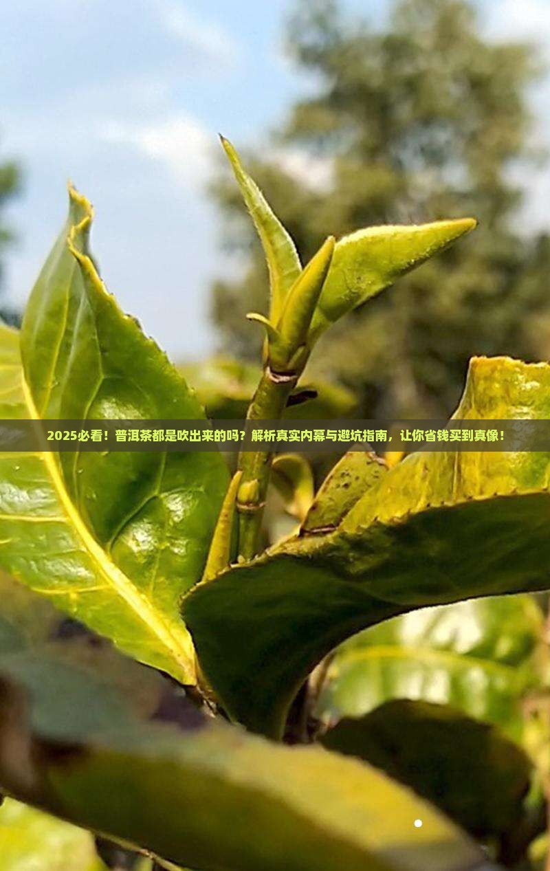 普洱茶都是吹出来的嘛为什么