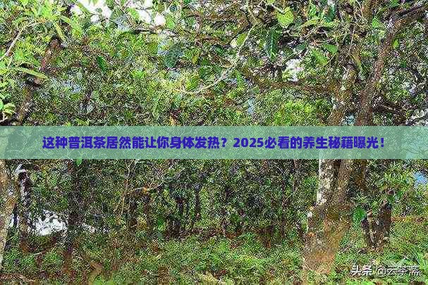 一种可以身体发热的普洱茶