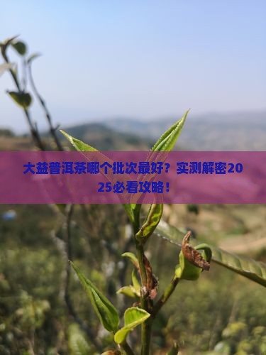 大益普洱茶哪个批次好