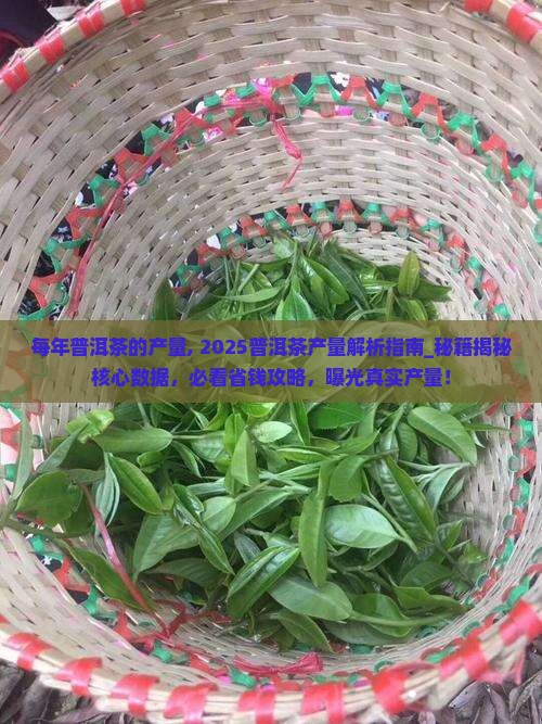 每年普洱茶的产量