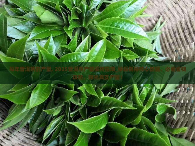 每年普洱茶的产量