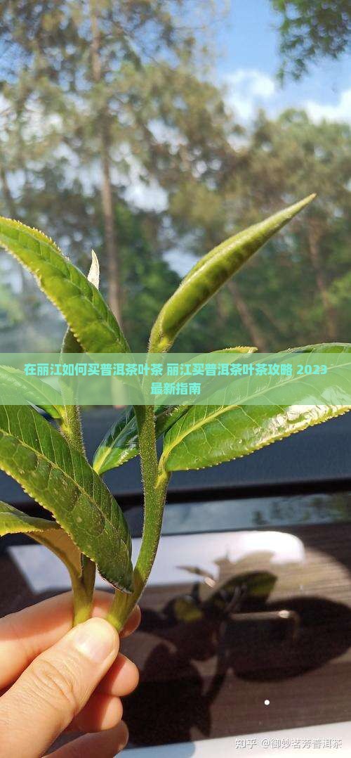 在丽江如何买普洱茶叶茶