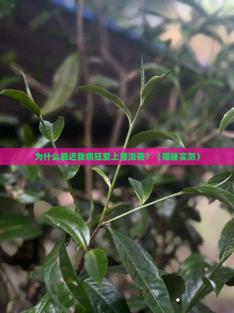 最近喜欢普洱茶的原因分析