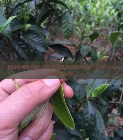 普洱茶和老熟茶