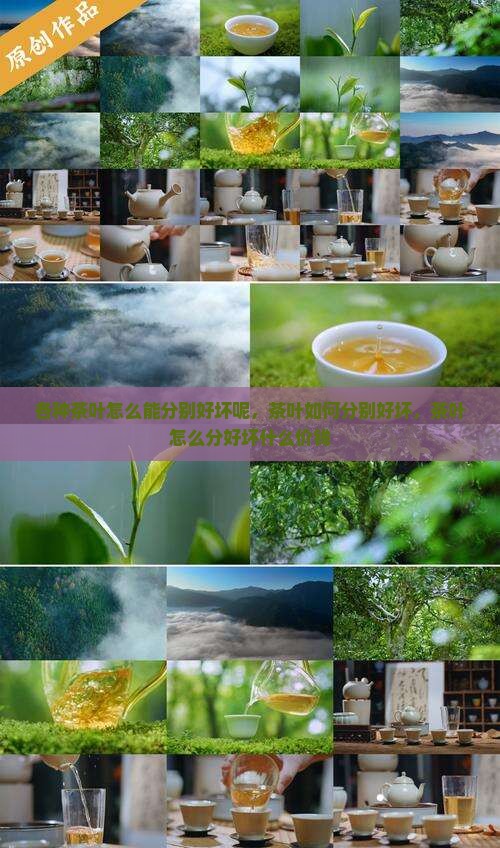 各种茶叶怎么能分别好坏