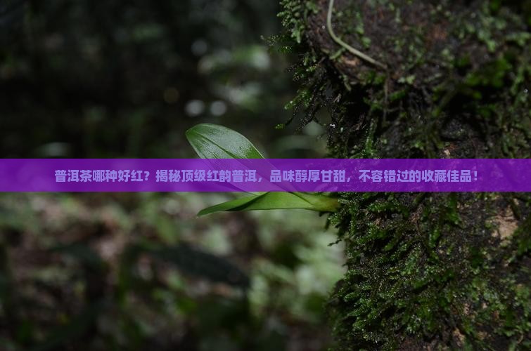普洱茶哪种好红