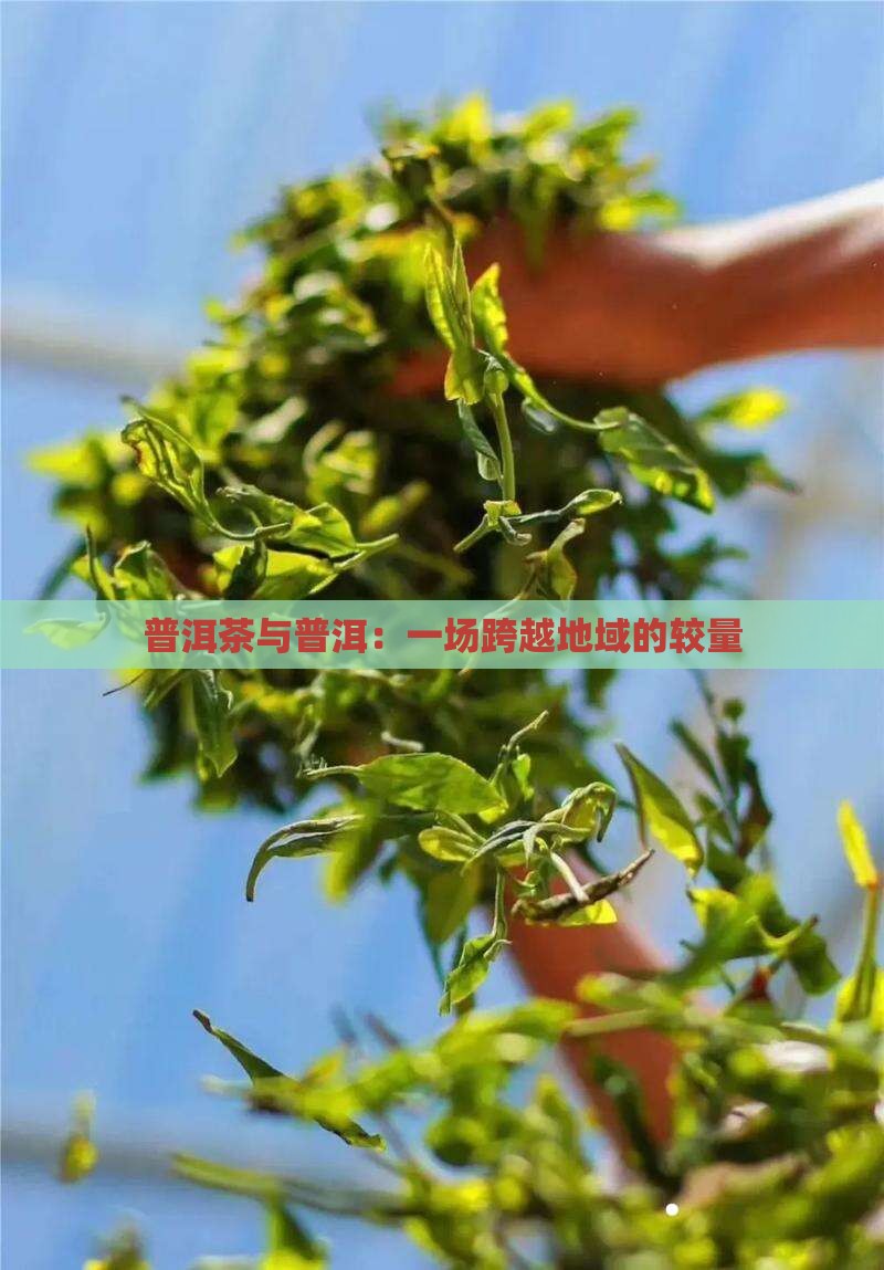 普洱茶pk浙江