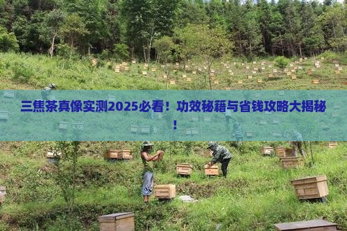 三焦茶有什么功效