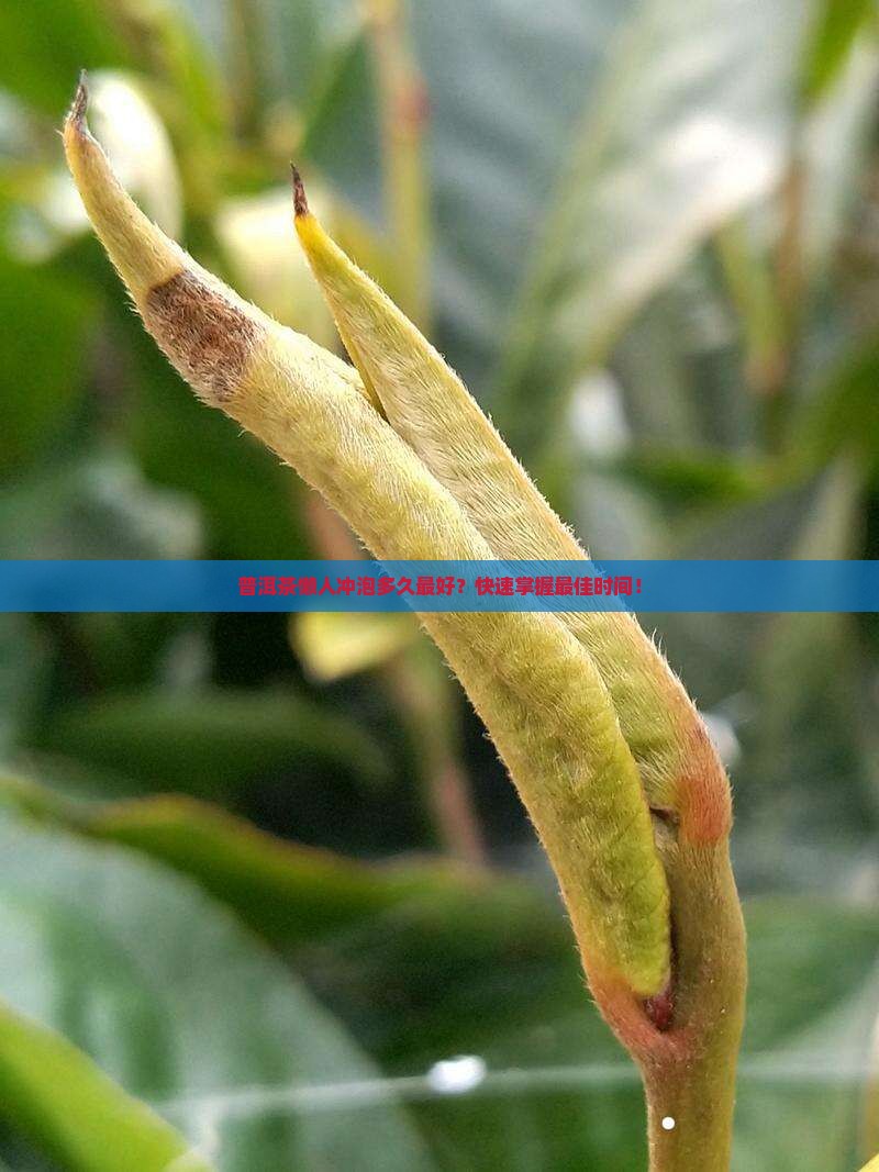 普洱茶懒人冲泡多久最好