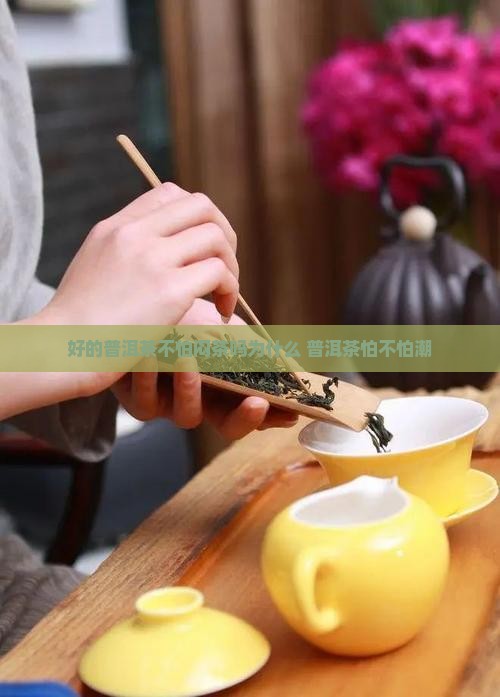 好的普洱茶不怕闷茶吗为什么