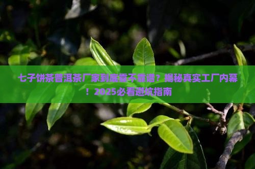 七子饼茶普洱茶厂家