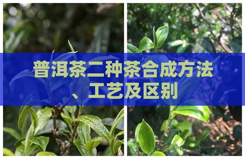 普洱茶二种茶合成