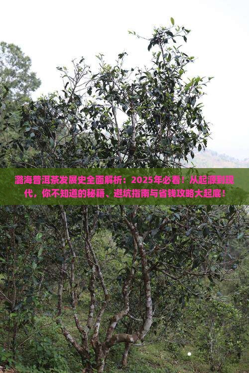 潞海普洱茶的发展史