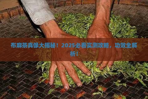 布麻茶有什么功效