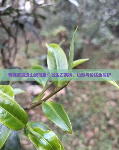 普洱茶景迈山螃蟹脚