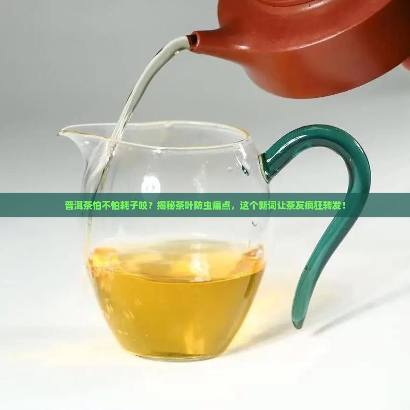 普洱茶怕不怕耗子咬