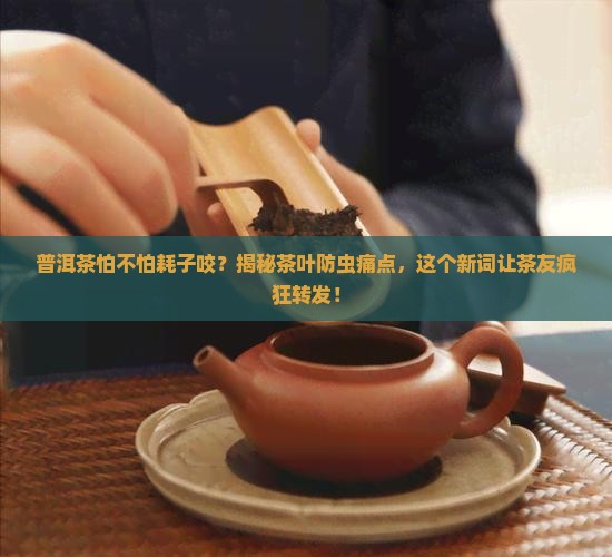 普洱茶怕不怕耗子咬