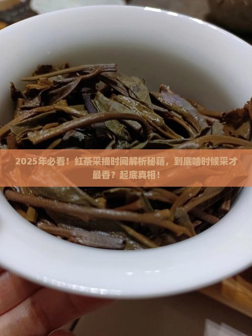 红茶的采摘时间红茶什么时候采摘