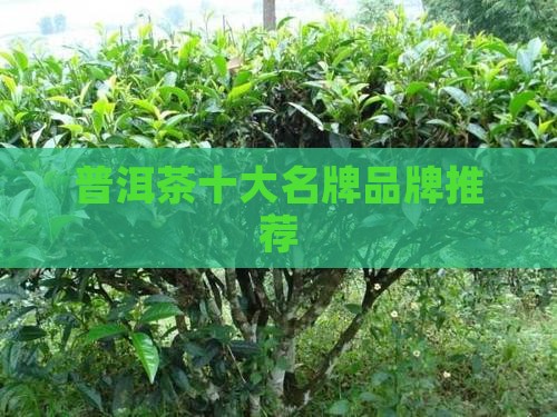 名山名寨普洱茶选哪个品牌