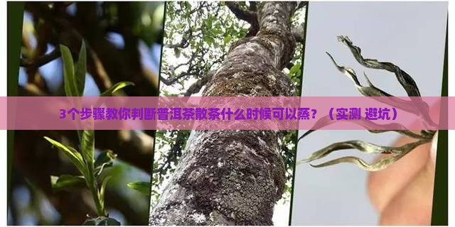普洱茶散茶什么时候可以蒸