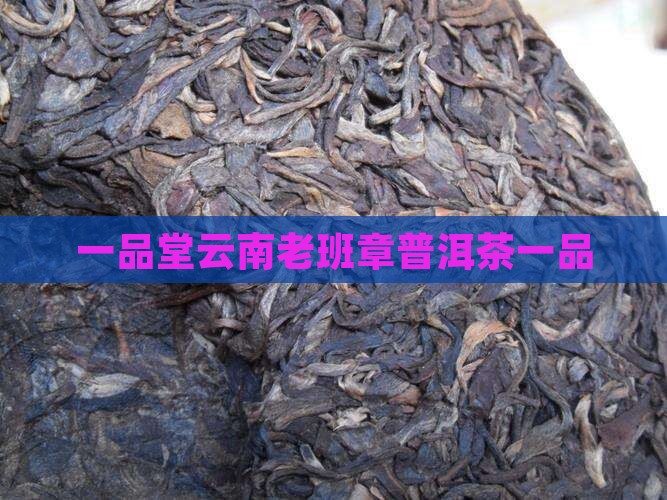 一品堂老班章古树茶