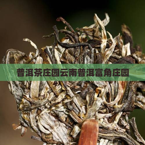 普洱茶饼富角庄园