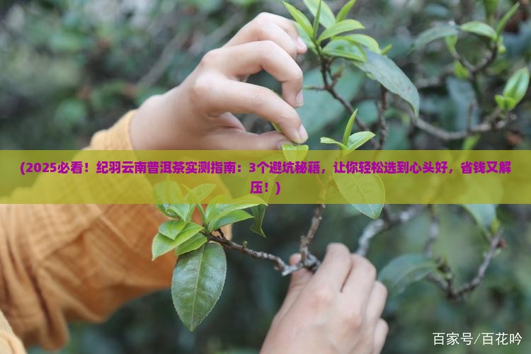 纪羽云南普洱茶