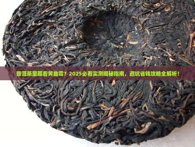 普洱茶里有黄曲霉