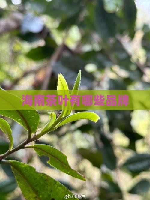 海南茶叶有哪些品牌