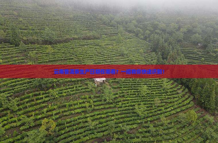云南普洱茶生产日期在哪看