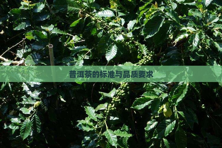 普洱茶的标准在哪里