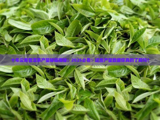 十年内云南普洱茶每年产量