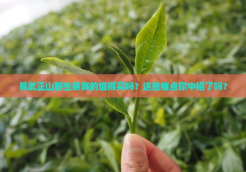 易武正山野生茶