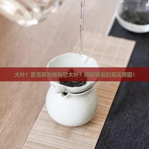 普洱茶为什么叫大叶