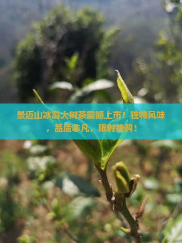 景迈山冰岛大树茶