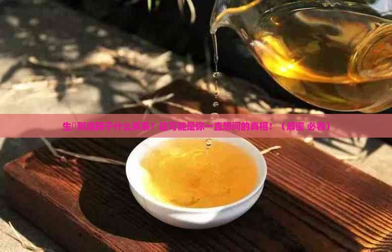 生潽属于什么茶系