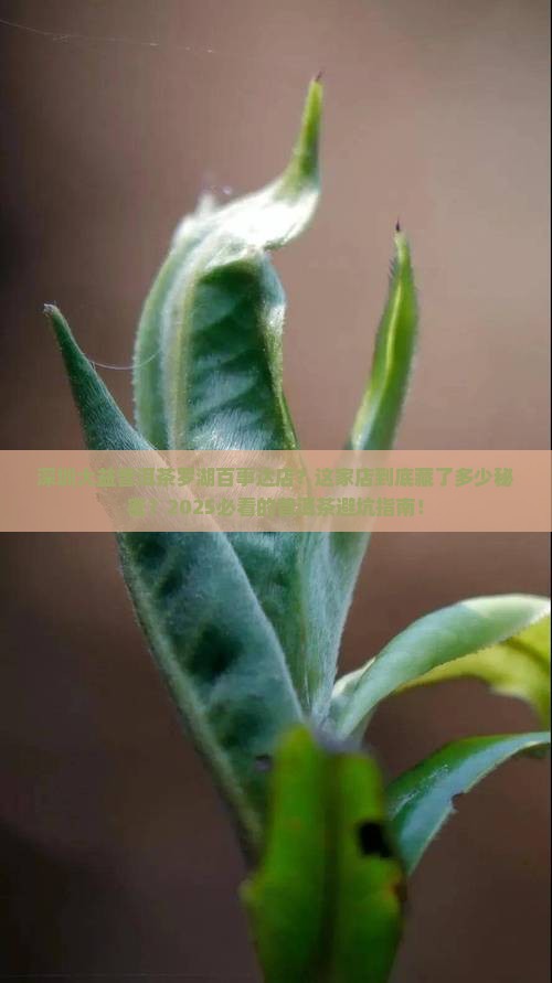深圳大益普洱茶罗湖百事达店