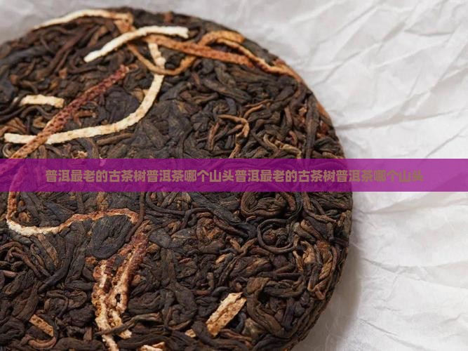 普洱最老的古茶树普洱茶哪个山头