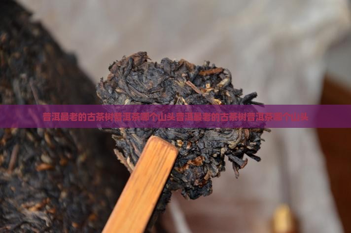 普洱最老的古茶树普洱茶哪个山头